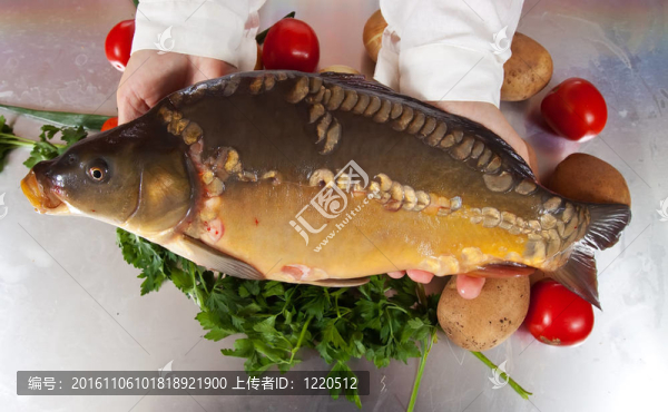 Cook手與鯉魚魚