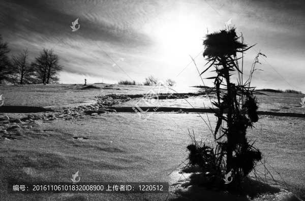 中文摘要雪覆蓋花