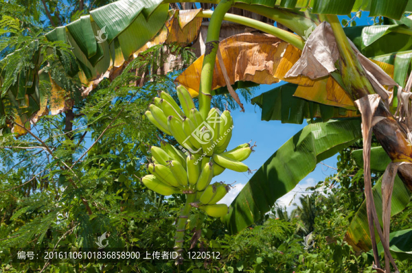 香蕉樹