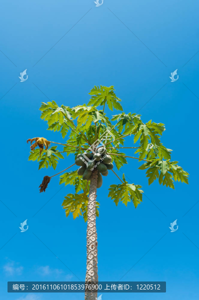木瓜樹