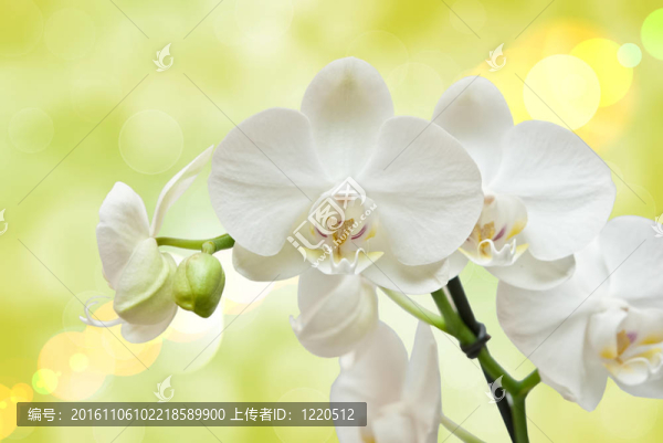 蘭花花的特寫