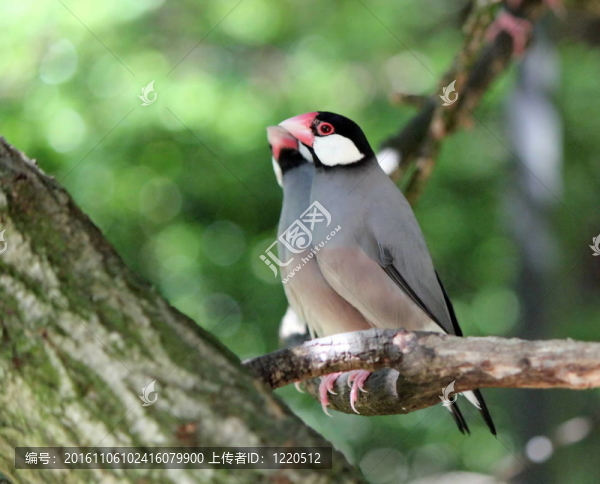 java爪哇鳥(niǎo)