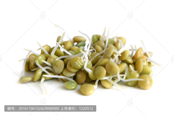 綠豆芽