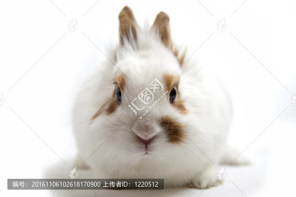 兔子