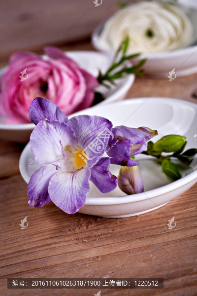 風(fēng)信子的花