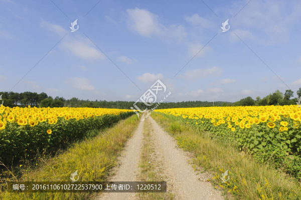 托斯卡納農(nóng)村；向日葵