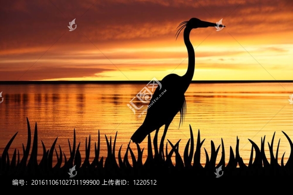 蒼鷺