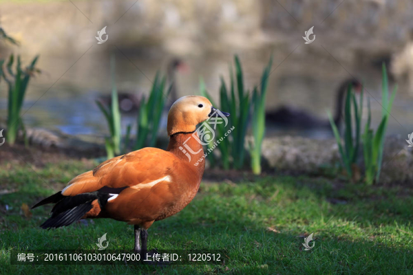 赤麻鴨