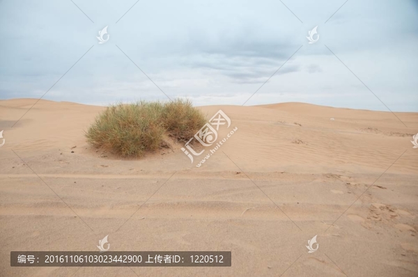 沙漠中的畫筆