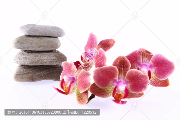 石頭和蘭花