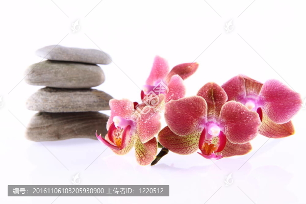 石頭和蘭花