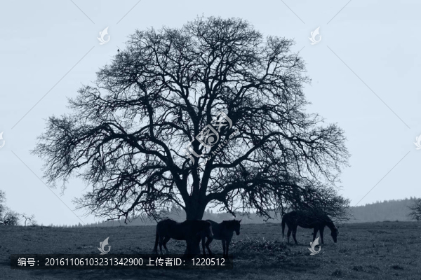 馬和橡樹的剪影