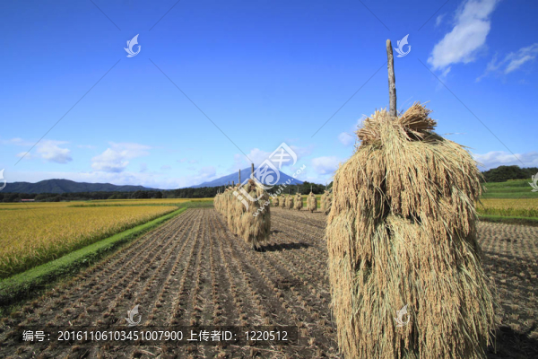 日本的Rice和巖手山