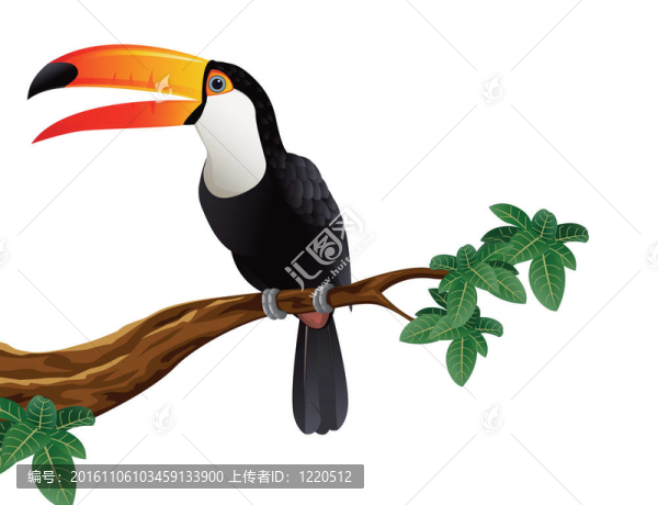 大嘴鳥