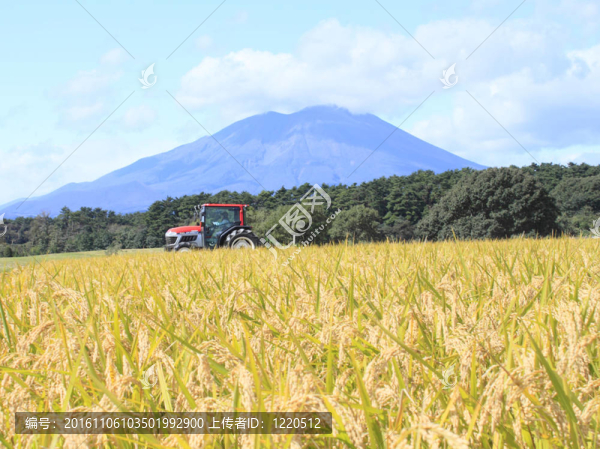 日本的Rice和巖手山