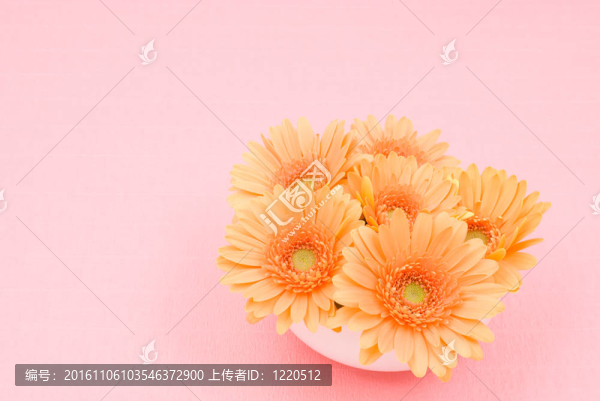 非洲雛菊