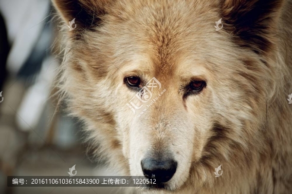 耀眼的狗