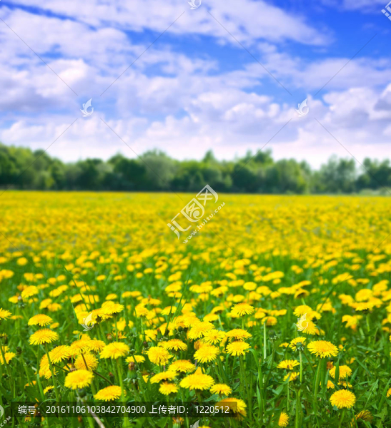 蒲公英的草地風(fēng)景