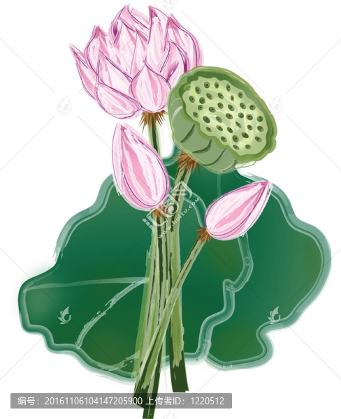 摘要蓮花