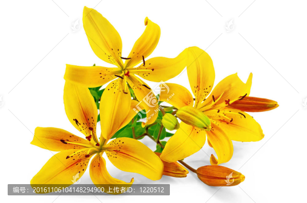 百合花黃色