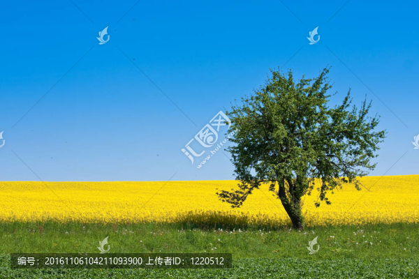 油菜田
