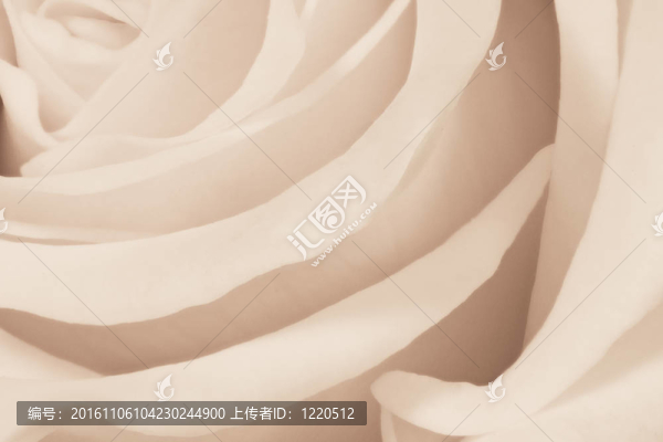 白色玫瑰特寫