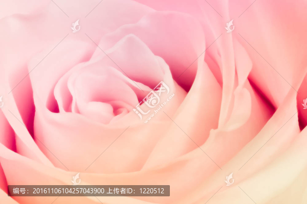 多色玫瑰