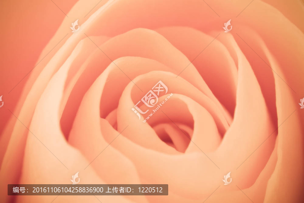 橙玫瑰的宏