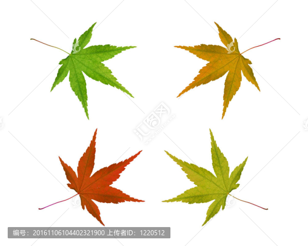 白色背景上的秋葉