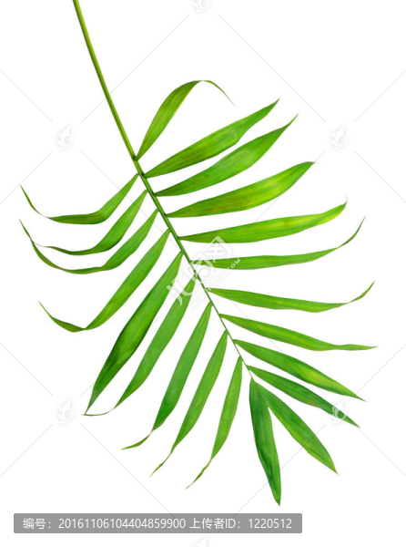 白葉蕨綠葉