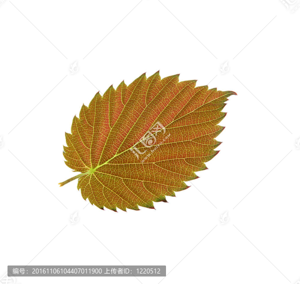白色的美麗的秋天的葉子