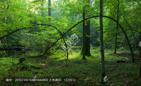 彎曲的鵝耳櫪樹還活著