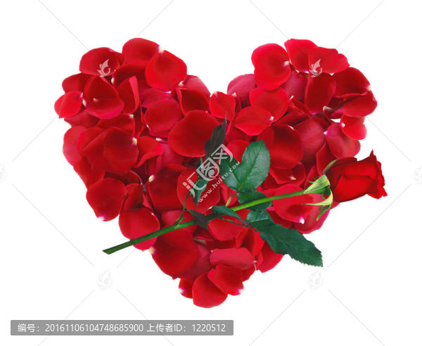 美麗的紅色玫瑰花瓣和白色的玫瑰花瓣