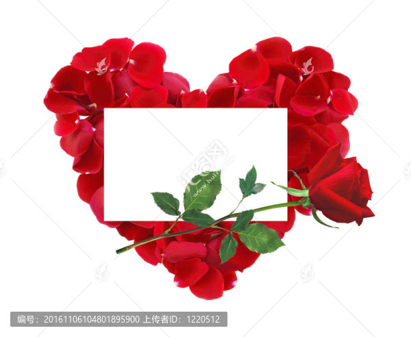 美麗的紅玫瑰花瓣；紅玫瑰花和賀卡，白色