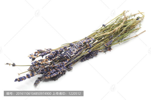 薰衣草