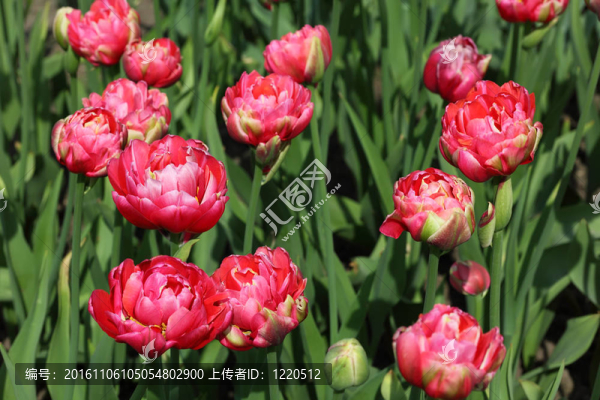 用亮麗的粉色郁金香花壇特寫；著名的U