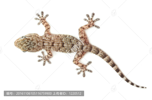 褐色斑點(diǎn)的壁虎爬行的白色隔離；從上方看