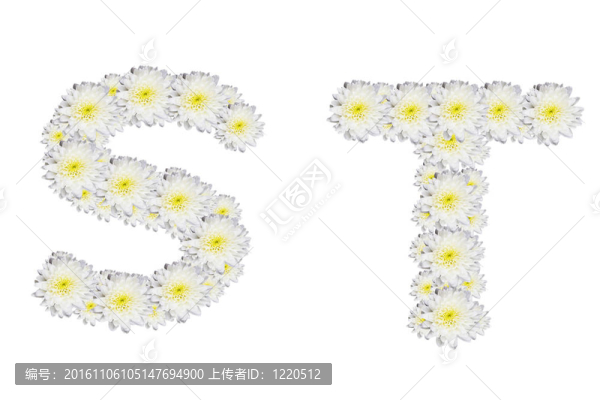 白色背景上的白色花