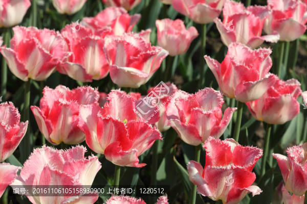 用亮麗的粉色郁金香花壇特寫；Crispa,L