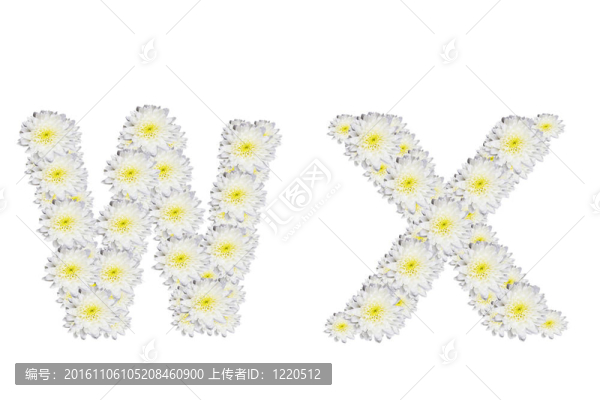 字母wx；White,Flower孤立在白色背景