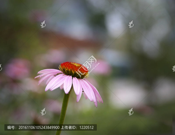 紫錐花