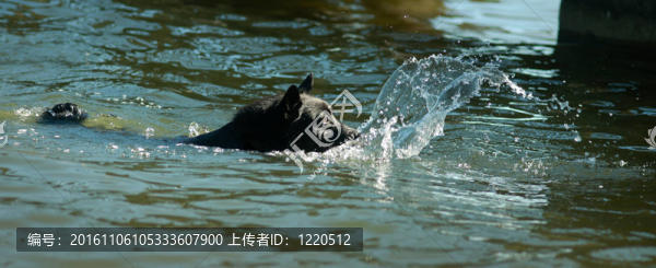 狗夏天在湖里游泳