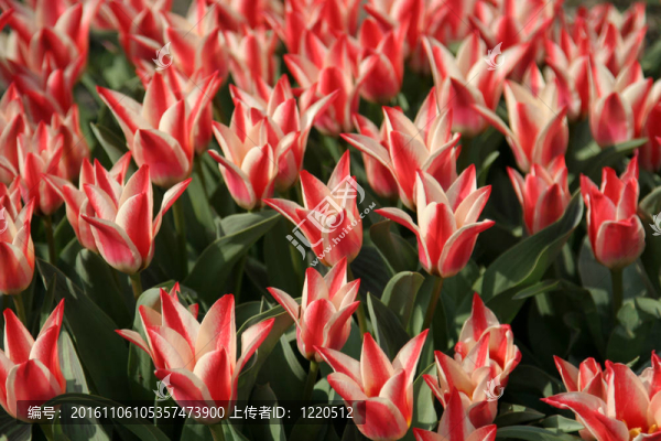 加拿大郁金香（紅色和白色）