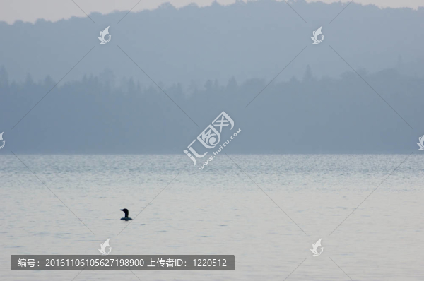 普通潛鳥