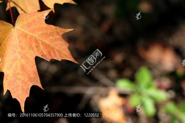 橙色的楓葉