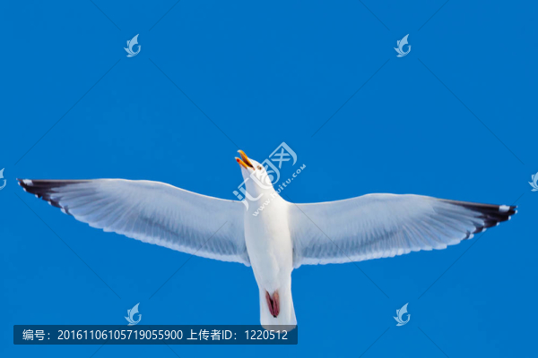 叫銀鷗飛翔的藍(lán)天