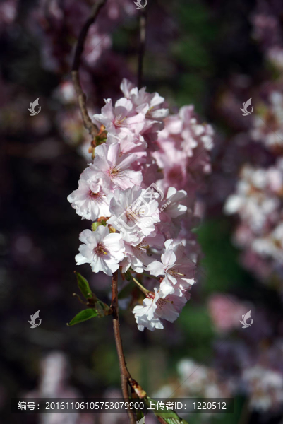 櫻桃花枝