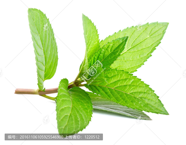 白鮮綠薄荷