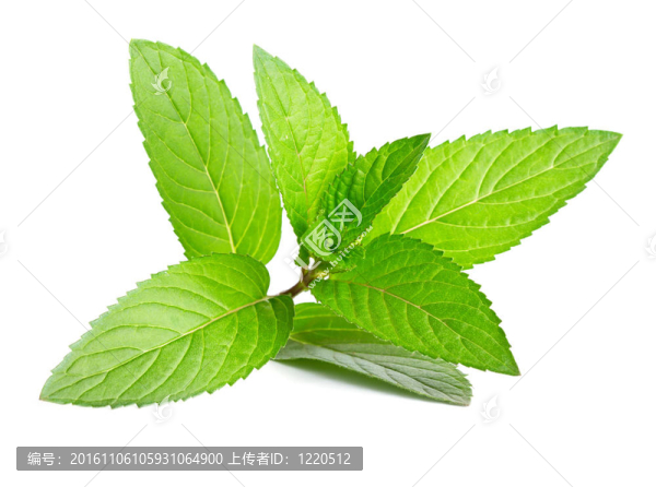 白鮮綠薄荷