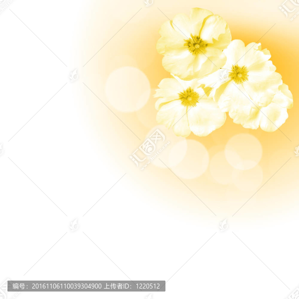白色背景上的花